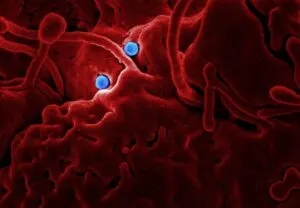 In World 1st, Virus Spotted Attached to 2nd Virus